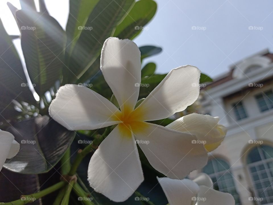 Beautiful Plumeria Flower