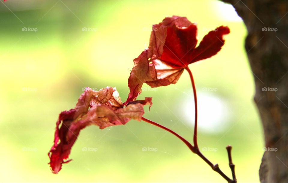 fragile leaves damaged by the wind.