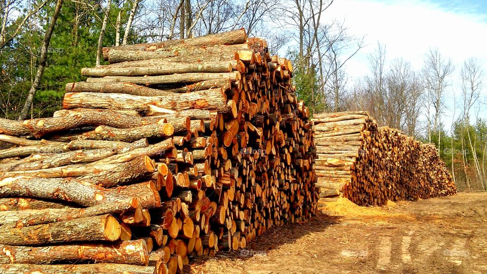 Tree Log, Wood, Log, Tree, Nature