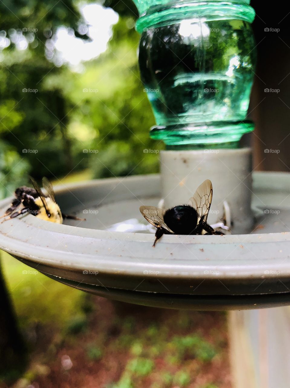 Bees taking advantage of hummingbird feeder