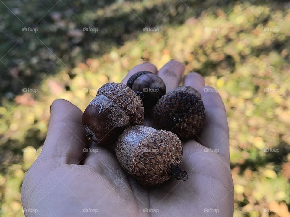 acorns