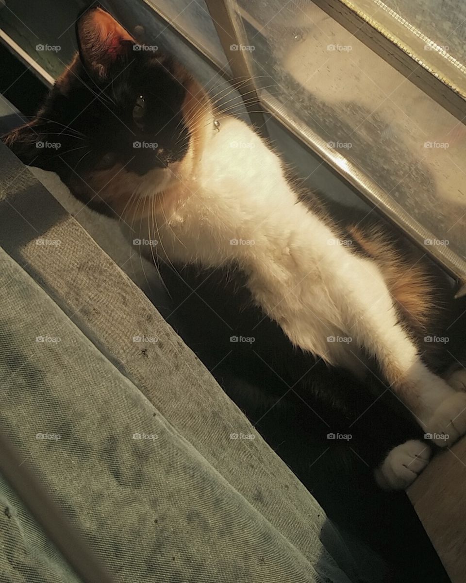 Sun bathing while we still have some