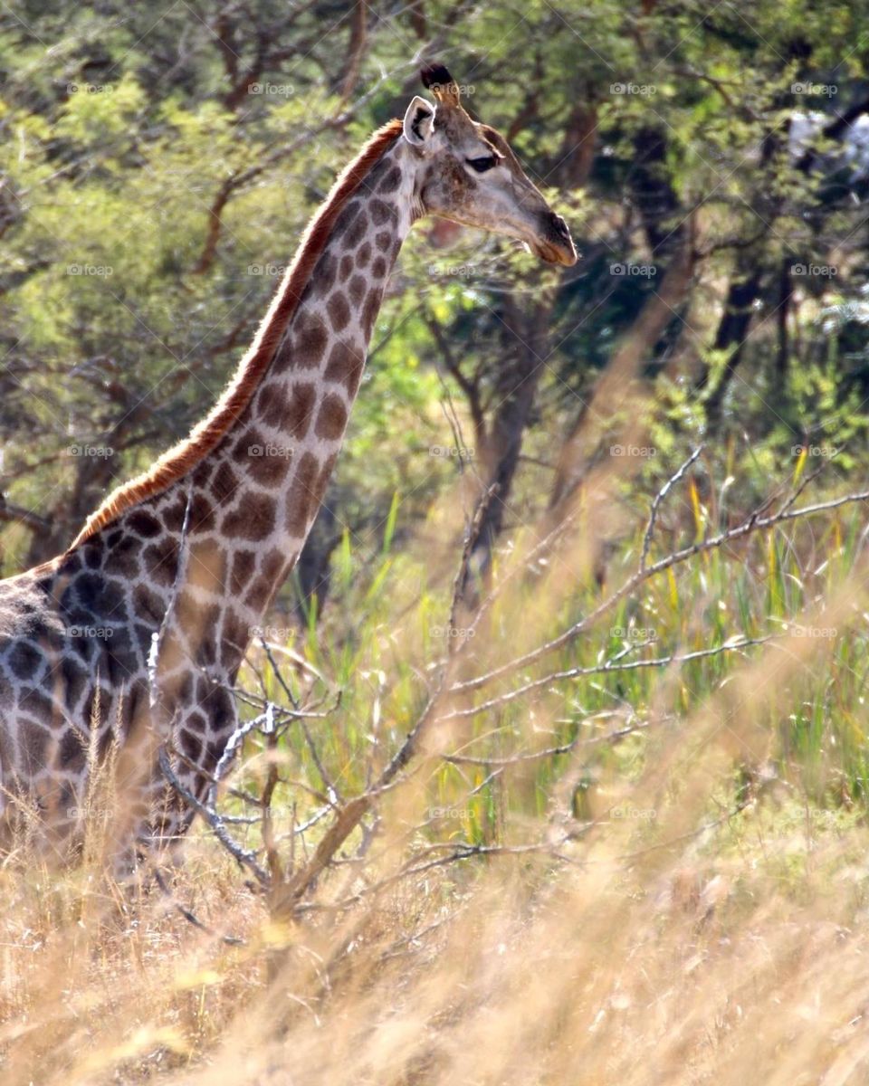 A giraffe with some backlight 