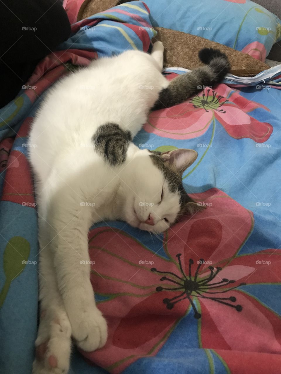 cat is sleeping on the bed