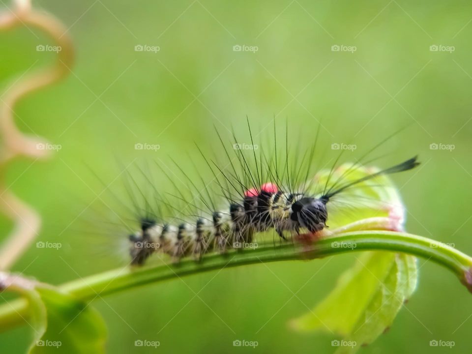 Caterpillars on grass stalks.