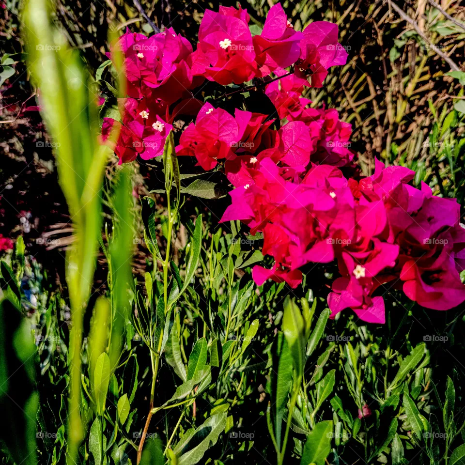flowers
