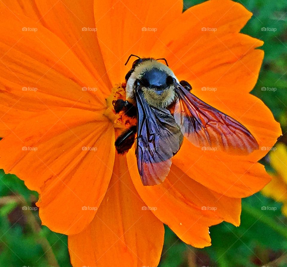A large bumblebee on a colorful swamp daisy. This is spring. Things are coming to life. A time of rebirth, renewal and awakening. Days become longer and weather gets warmer