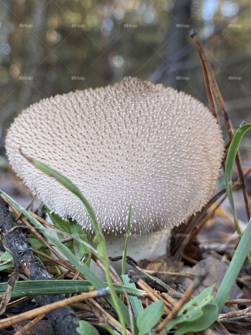 Unusual round white mushroom