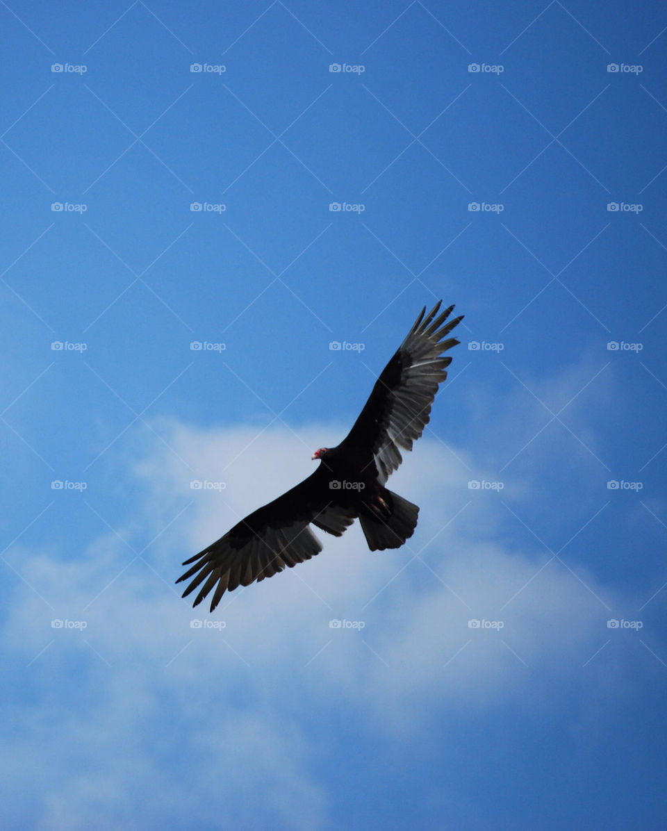 nature birds scavenger vulture by wyntersolstice