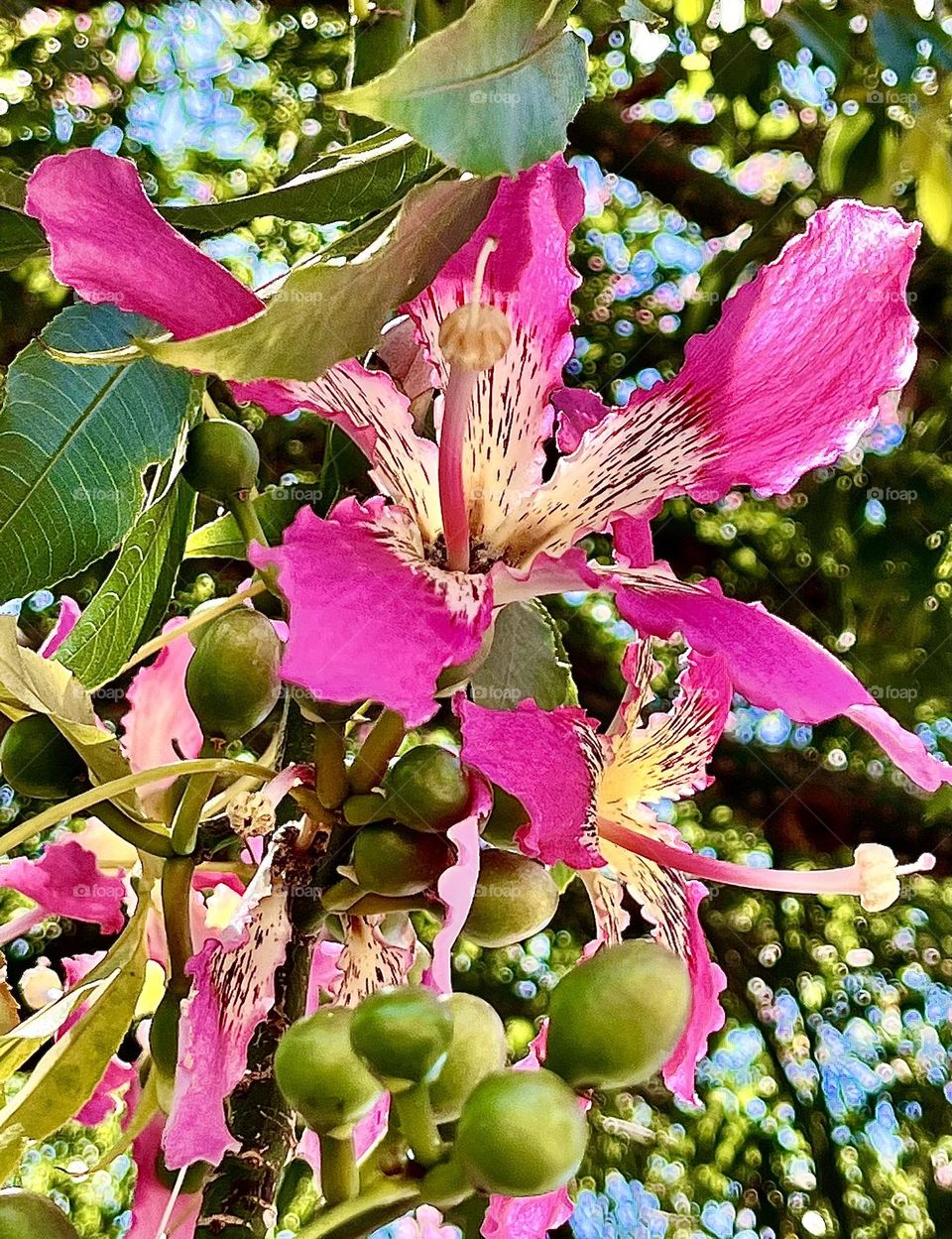 Silk Floss Tree Pink Flower 