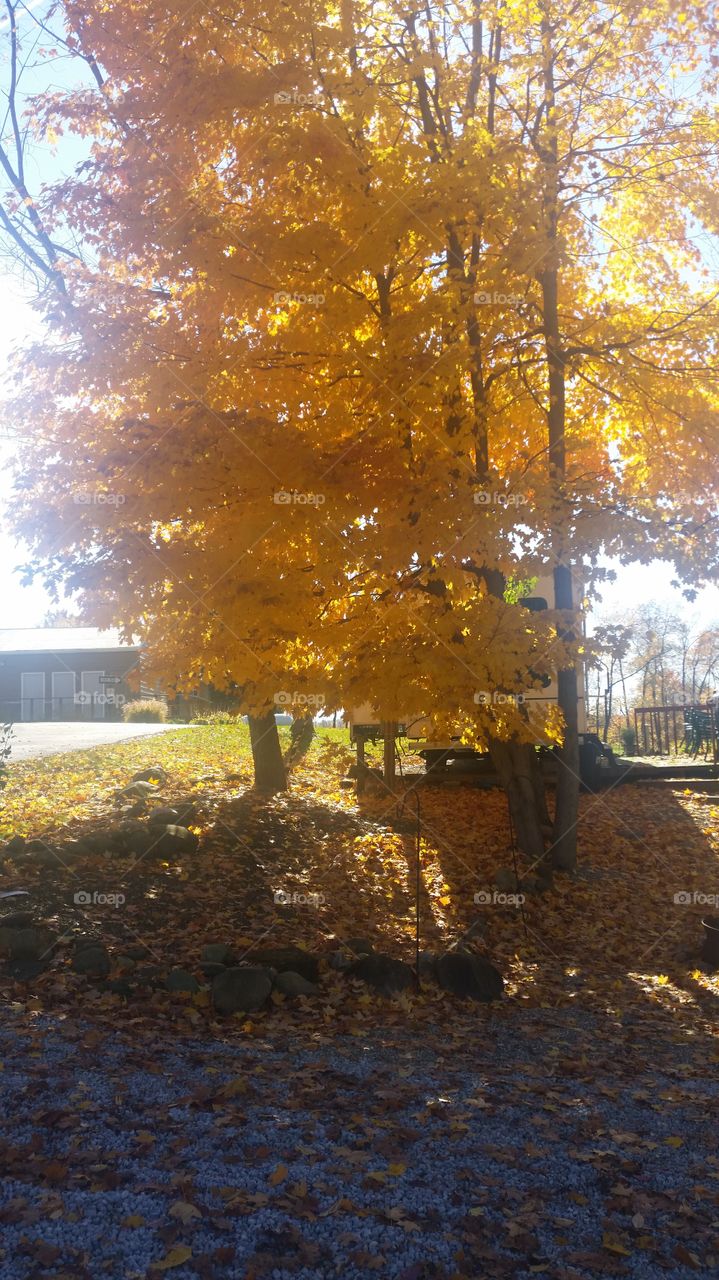 Orange color Fall Tree