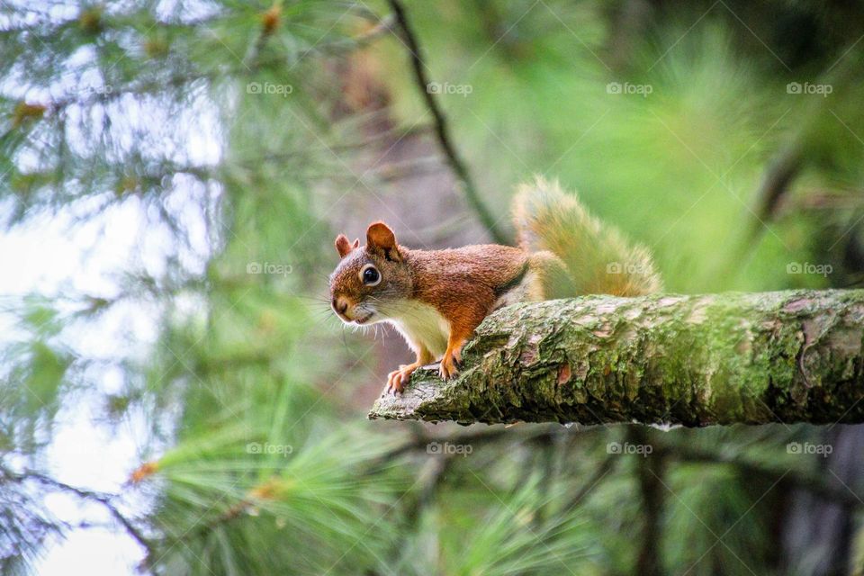 Red squirrel on a tree branch