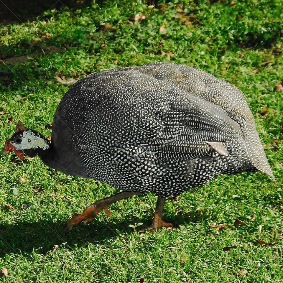 a hen from Angola in the garden in a sunny day