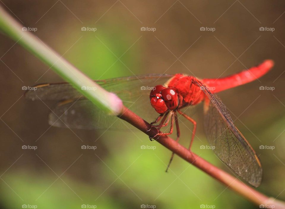 Scarlet skimmer. The species one perch at the grass . Flyng slow to interest for the low. The body's colour is red. Full red colour. From the greatbof its eyes compound, thorax, until the long segment tail of appendage.