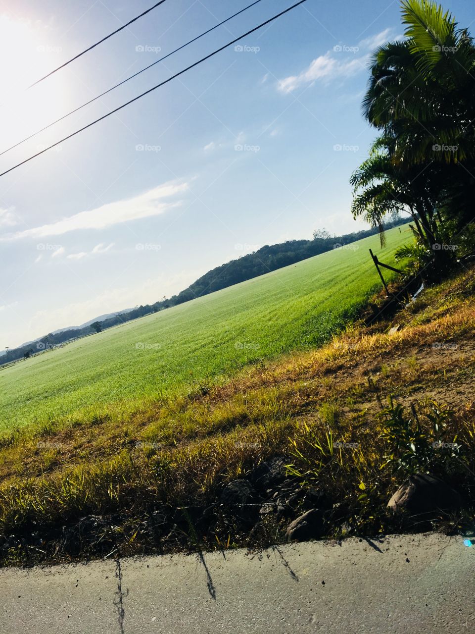 Vista de arrozeiral em Canoinhas 