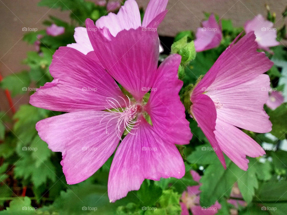Flowers in the pink garden