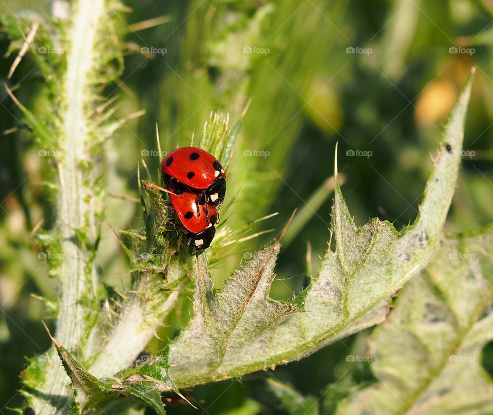 Ladybugs mating on plant