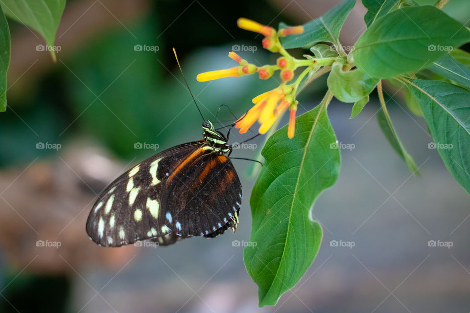Gorgeous butterfly drinking nectar from a bright orange flower just starting to bloom.