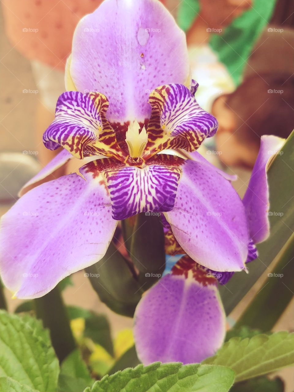 beautiful purple spring orchid
