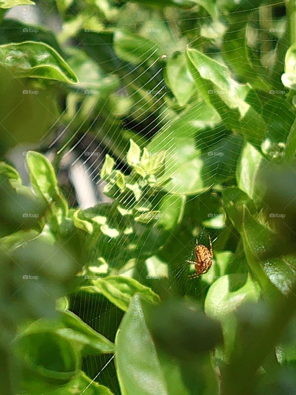 Little spider in the Basil plant