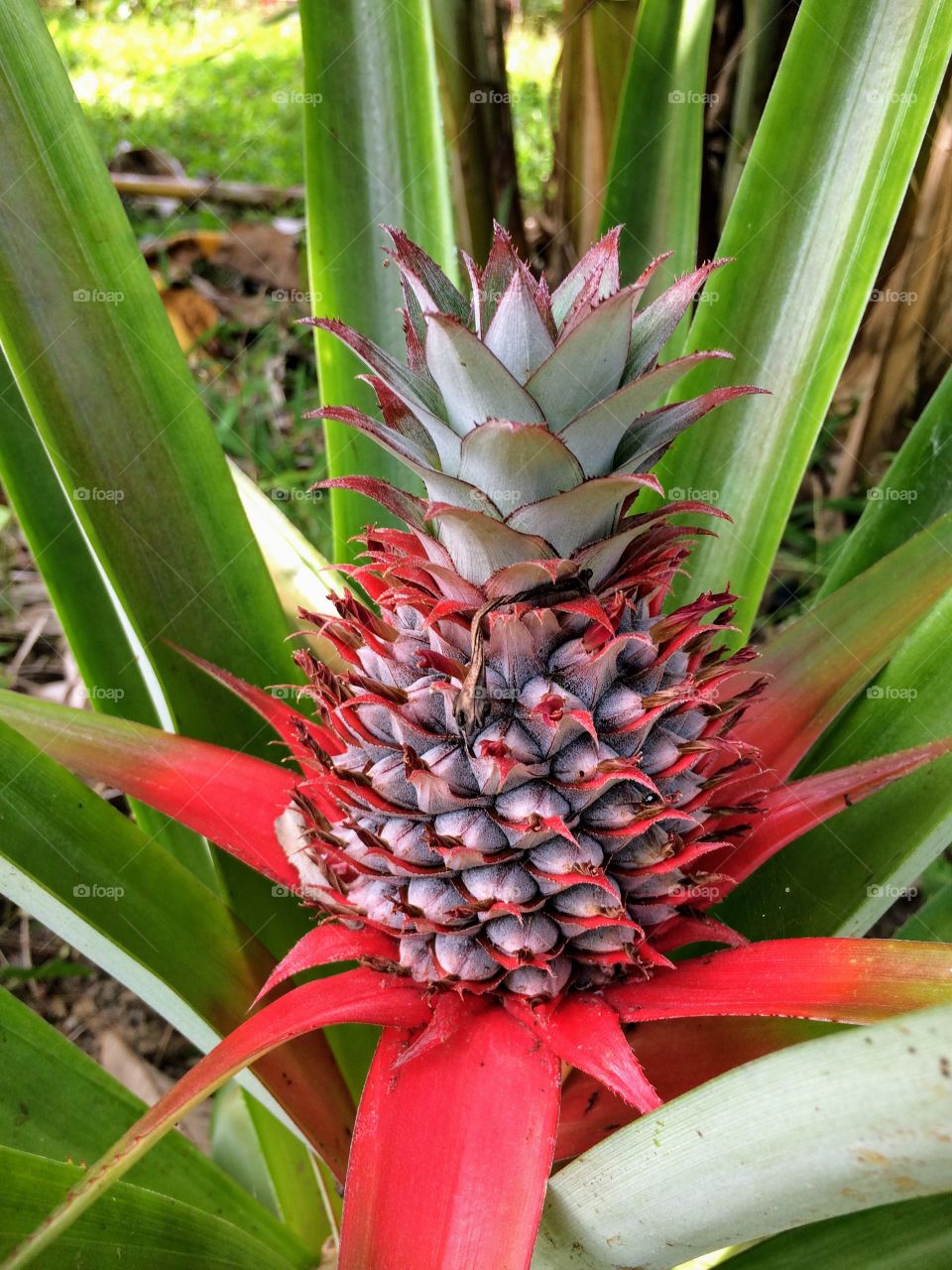 Color of pineapple plant, tropical fruit in plantation