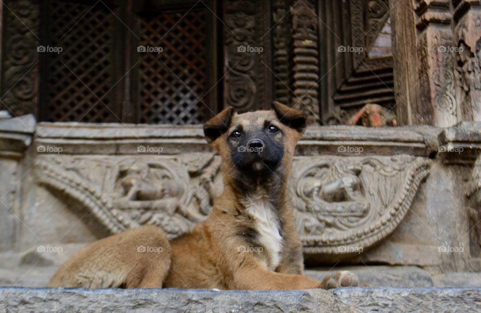 Kathmandu Canine