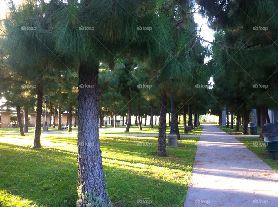 trees park evening losangeles by lucida