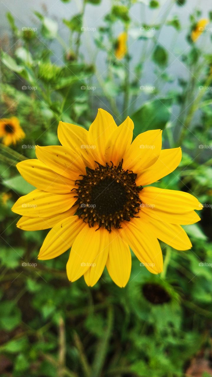 Sunflower is my favourite flower plant.π» There are so many sunflower plants in my house garden and I just love capturing them in my phone.πΈπππ