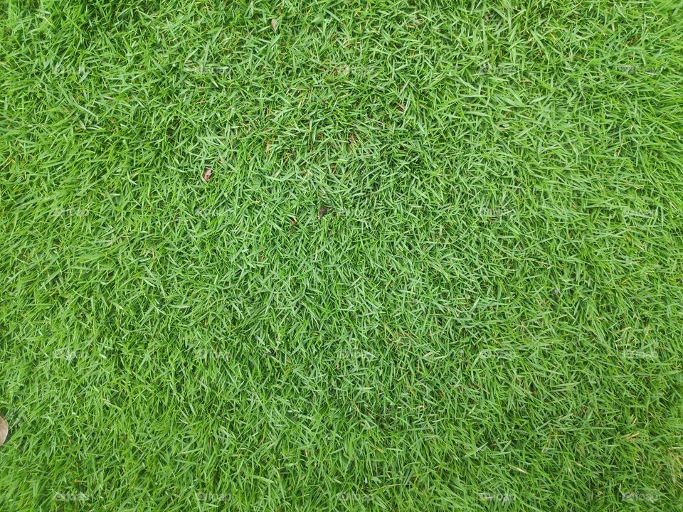 a image of green grass