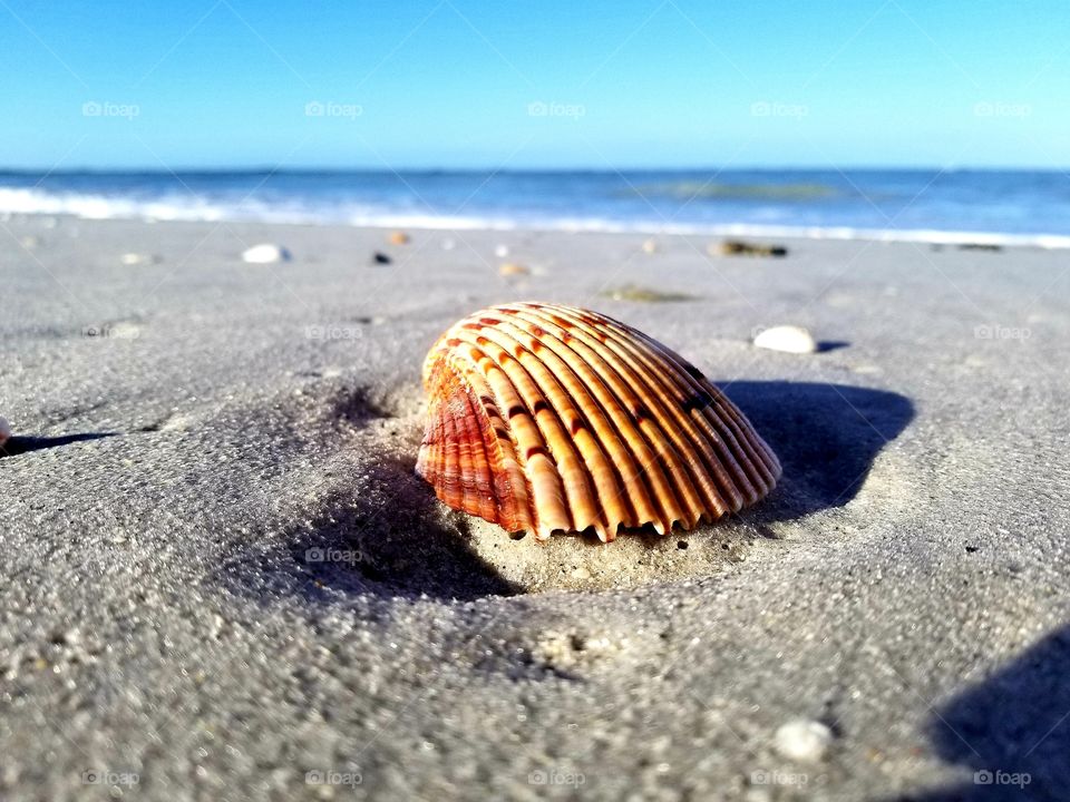 Beach, Seashore, Sand, Sea, Seashell