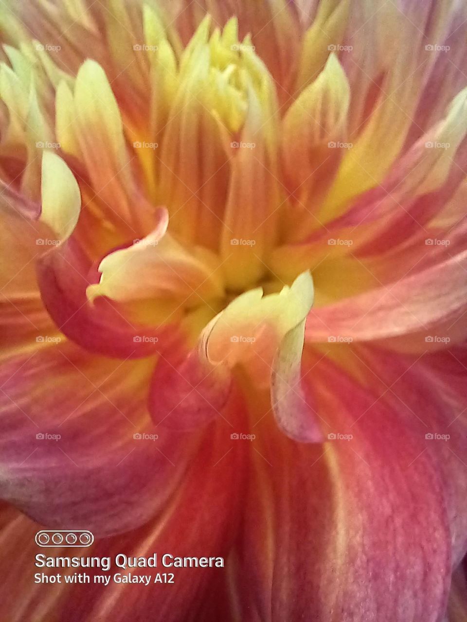 just a photo bombing dahlia