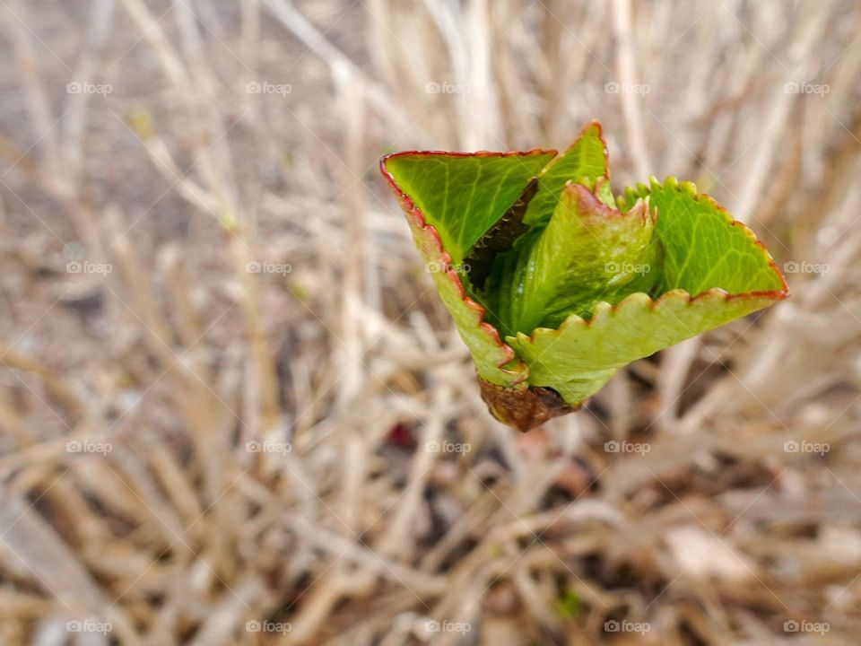 The bigleaf hydrangea 