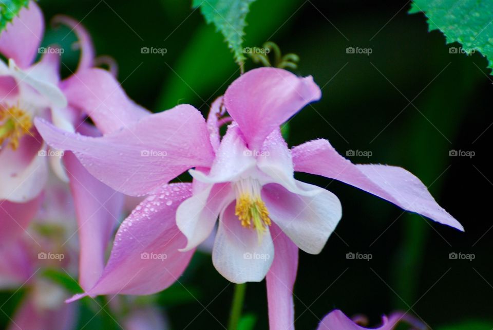 columbine