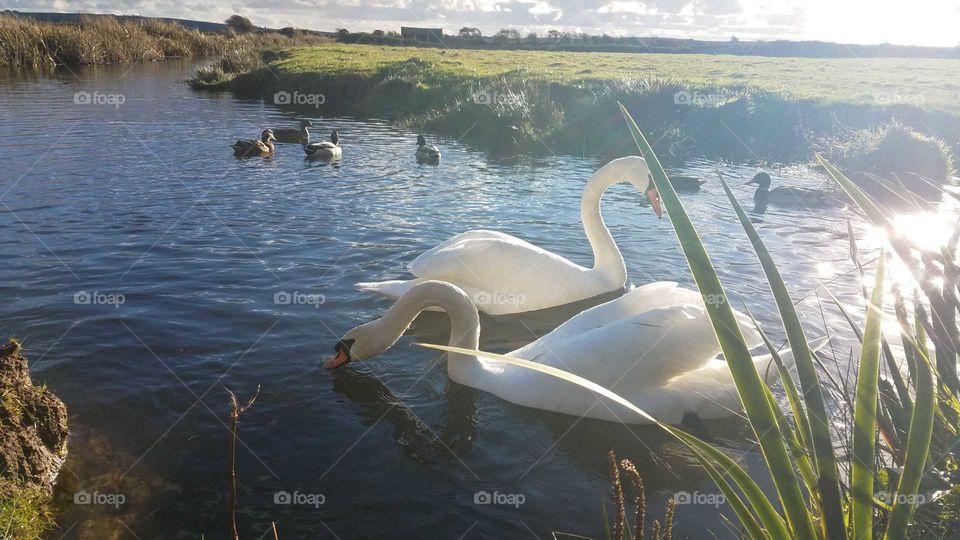 Swans having a drink