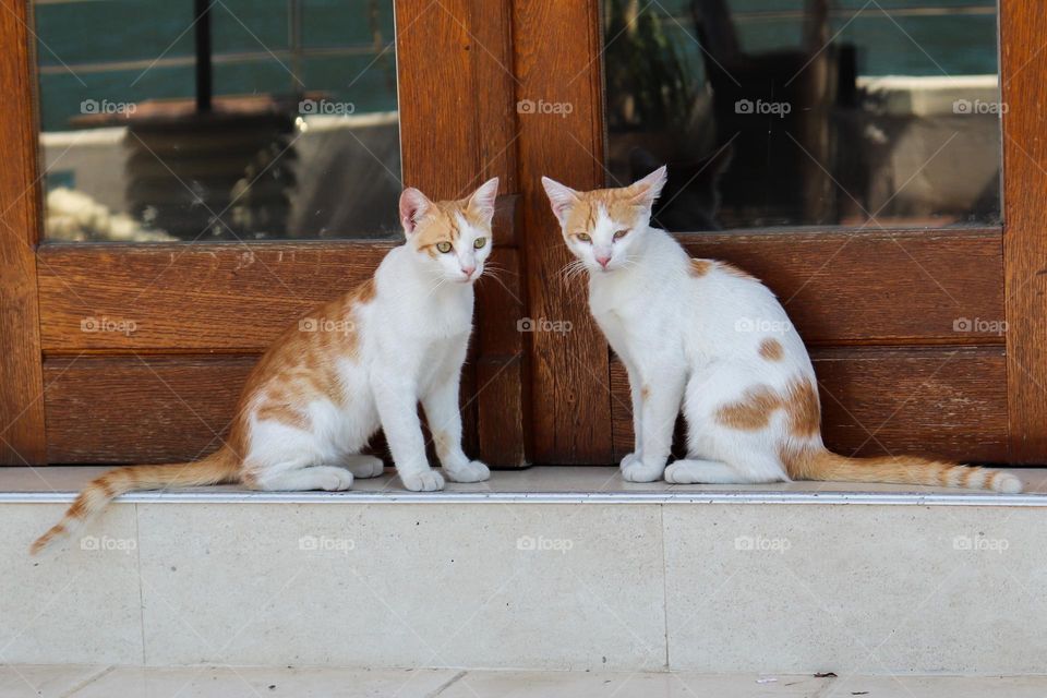 Two's yellow and white coated cats