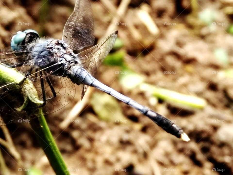 insect sitting in grass