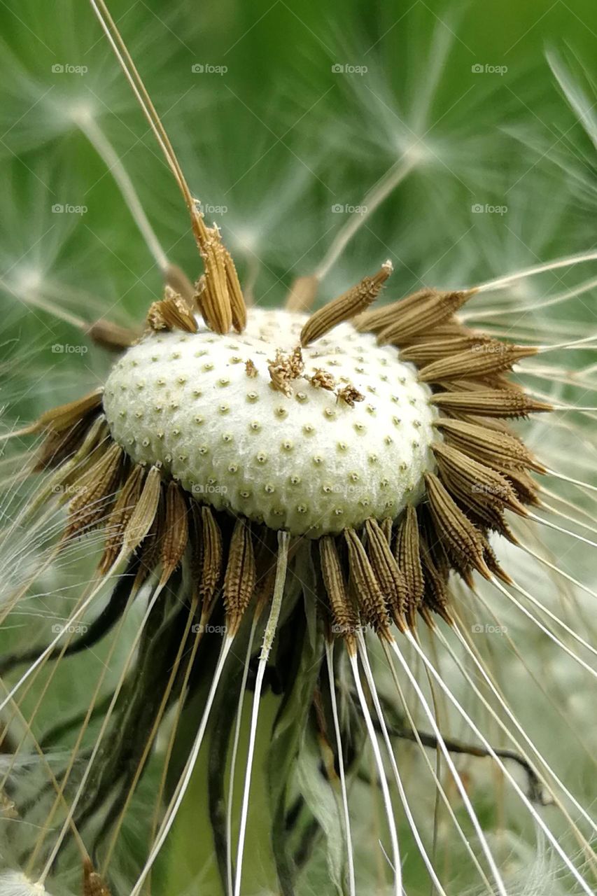 Dandelion