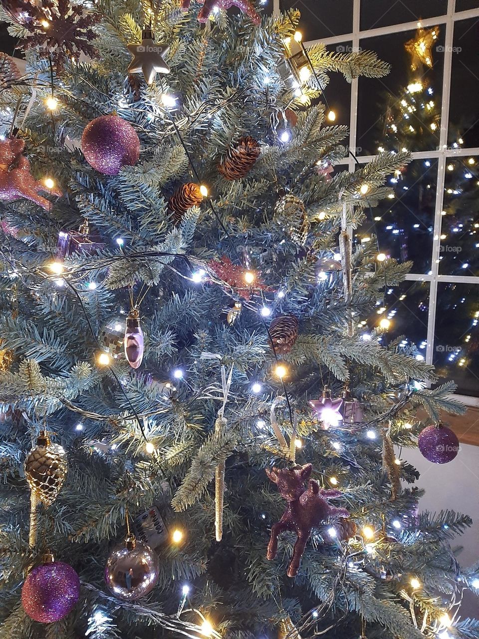 Christmas tree & reflection