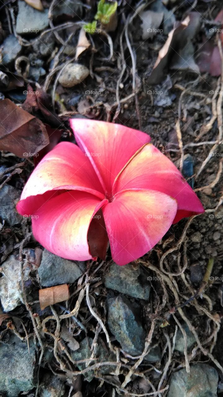 flower on the ground
makati philippines