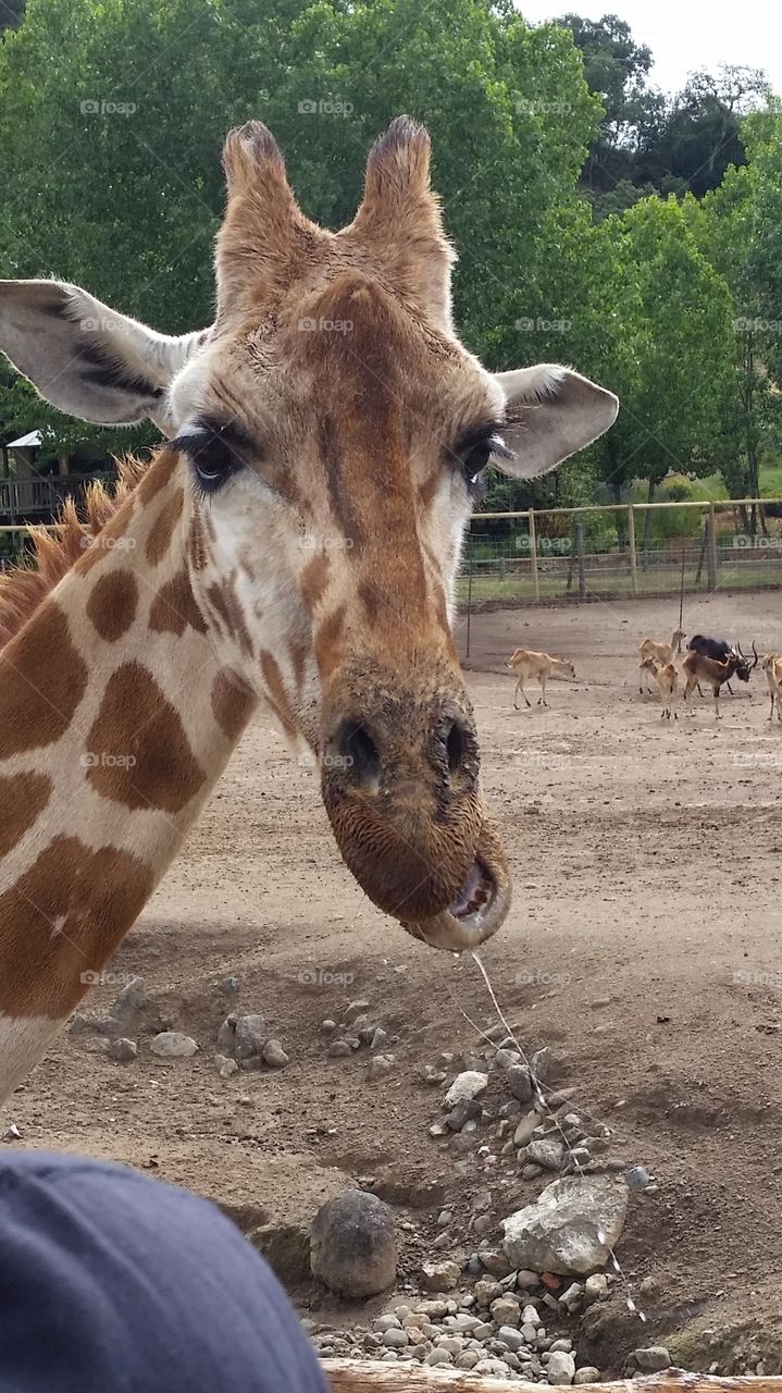 giraffe drooling