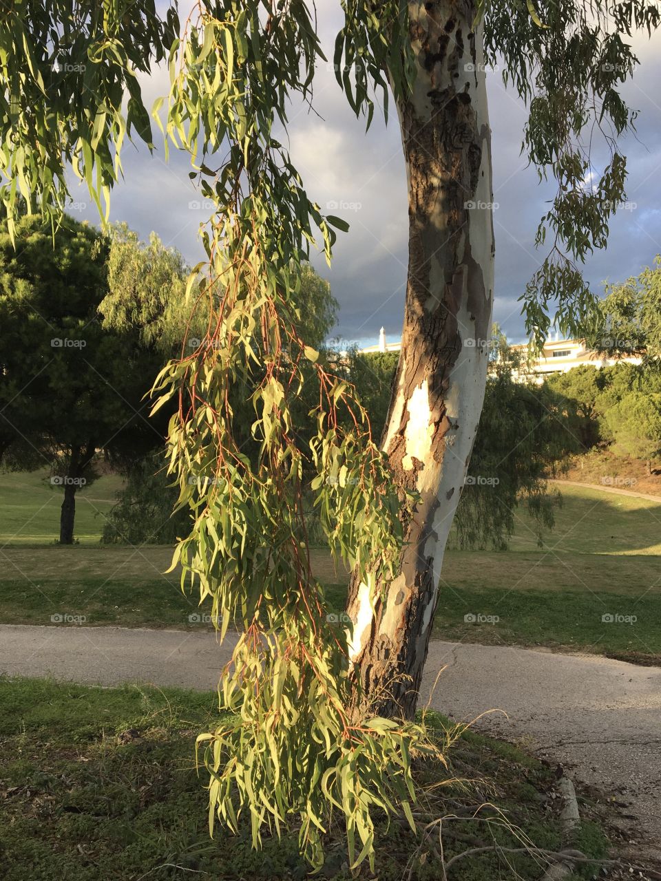 Evening sun on a wild pepper tree
