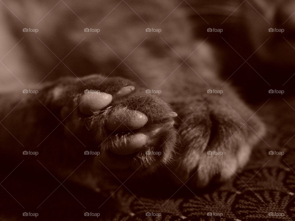 Kitty feet