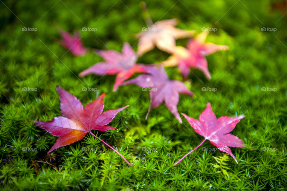 Yellow and red Japanese maple leaves fallen on green mossy ground during autumn