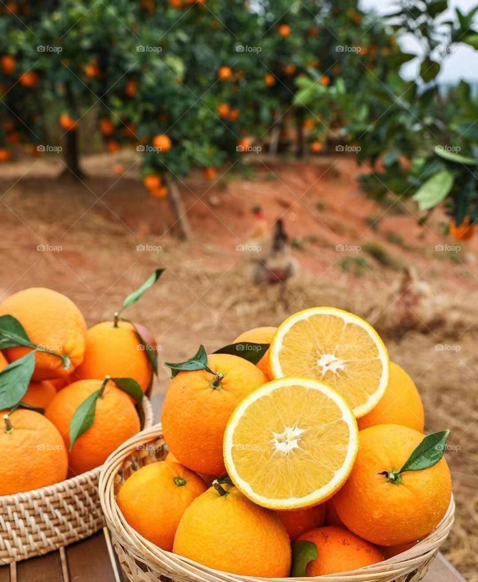 orange，Harvest season