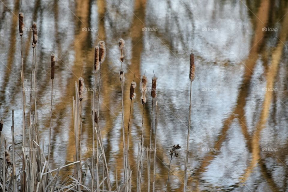 Cattails