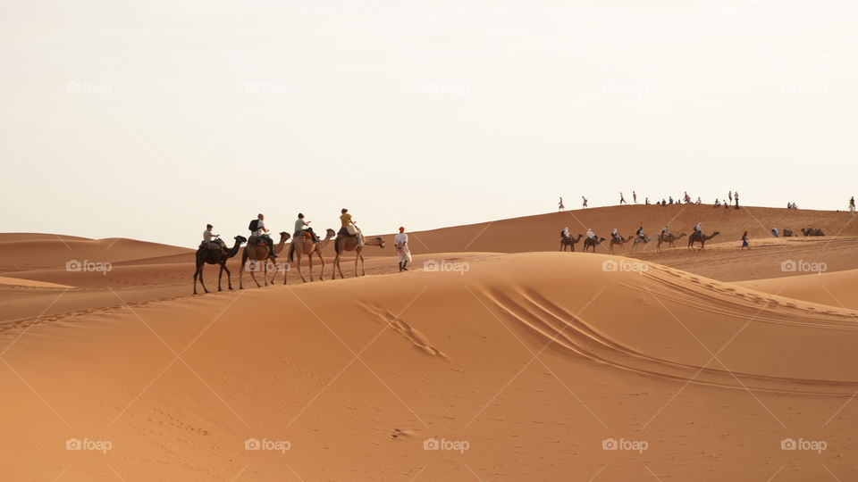 caravanas de camellos desuerto del sahara en Marruecos