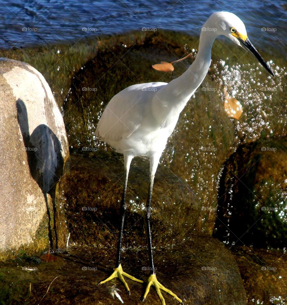 Snowy Egret at the Waterfall