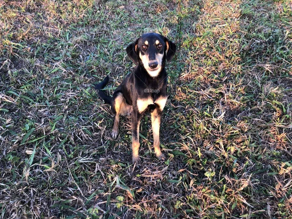 A beautiful dog looking at the camera on the farm