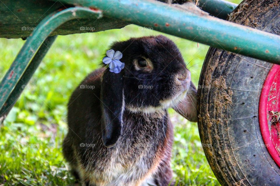 Rabbit under wheelbarrow