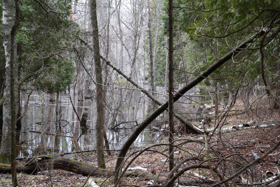 Wood, Tree, Nature, Landscape, No Person